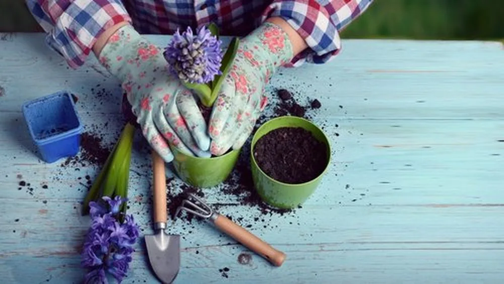 Gloved hands potting a flowering bulb beside soil and hand tools